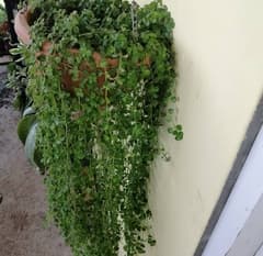 Depressed Pilea (Pilea depressa)
