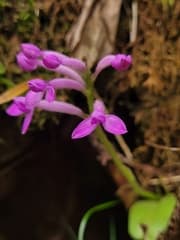 Arnott's Plant (Arnottia)