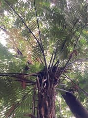 Thyrsopteris elegans (Dicksonia thyrsopteroides)
