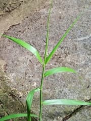 False Asparagus (Flagellaria indica)