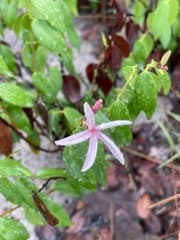 Chamaeclitandra henriquesiana (Chamaeclitandra henriquesiana)