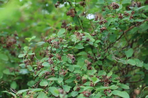 Vanhoutte Spirea (Spiraea vanhouttei)