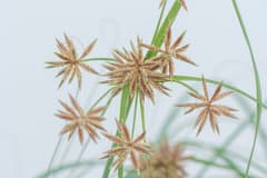 Conglomerate Sedge (Cyperus conglomeratus)