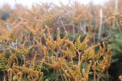 Wiry Coral Fern (Gleichenia dicarpa)