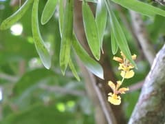 Oncidium (Alatiglossum)
