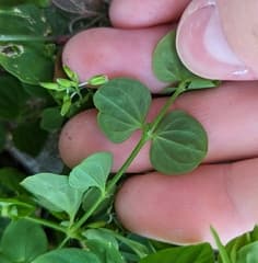 Tropical Chickweed (Drymaria cordata)