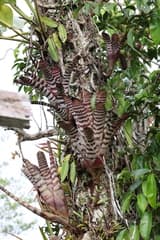 Aechmea Chantinii (Aechmea chantinii)