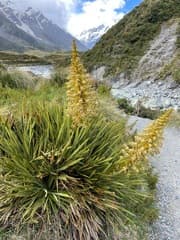 Spaniard (Aciphylla)