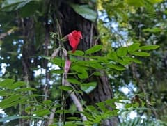 Green Pagoda (Barbieria)