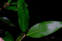 Australian Boxwood (Austrobuxus)