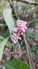Chinese ardisia (Ardisia sonchifolia)