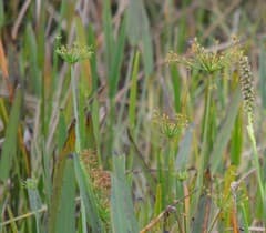 Umbrella Papyrus (Cyperus prolifer)