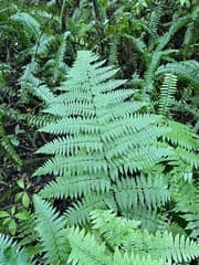 Ctenitis sloanei (Ctenitis sloanei)