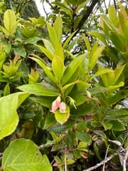Wax Myrtle (Vaccinium cereum)