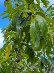 Rarotonga Kohuhu (Pittosporum rarotongense)