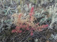 Aristate Goosefoot (Teloxys aristata)