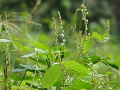 Glycine longicauda (Glycine longicauda)