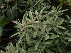Linearleaf croton (Croton linearis)