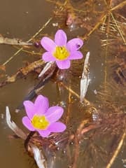 Fanwort (Cabomba piauhiensis)