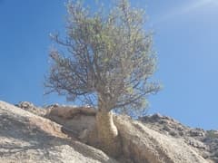 Torchwood (Bursera)