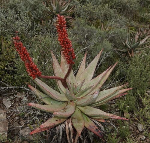 Cape Aloe (Aloe ferox)