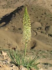 Henningia abeliae (Henningia)