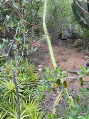 Dwarf Pineapple (Bromelia humilis)