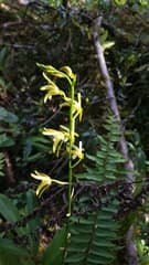 Golden tongue orchid (Chrysoglossum)