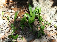 Betel Palm (Areca catechu)