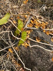 Flame-of-the-forest (Butea superba)