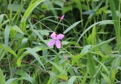Arthrostemma ciliatum (Arthrostemma ciliatum)
