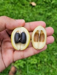Physic Nut (Jatropha curcas)