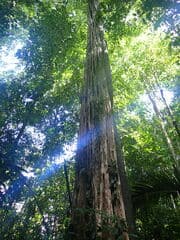 False Aralia (Chimarrhis)
