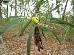 Sims' Wattle (Acacia simsii)