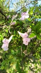 Argentine Trumpetflower (Bignonia callistegioides)