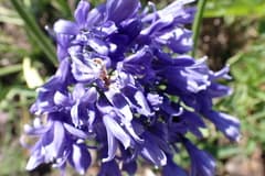 Stemmed Agapanthus (Agapanthus caulescens)
