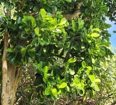 White milkwood (Suregada)