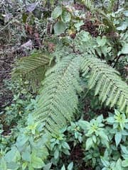 Pteris cretica var. tripartita (Pteris tripartita)