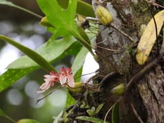 Bulbophyllum longiflorum (Bulbophyllum longiflorum)