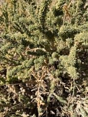 Sticky Adenocarpus (Adenocarpus viscosus)