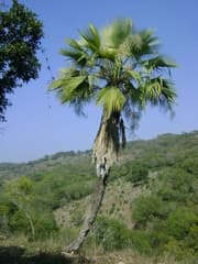 Mexican Blue Palm (Brahea dulcis)