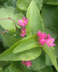 Coral Vine (Antigonon)