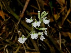 Hairy-style Orchid (Cheirostylis)