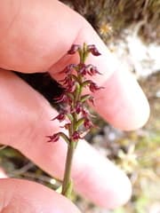 Leafless orchid (Genoplesium)
