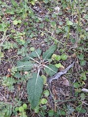 False alpine lady's mantle (Adenocaulon chilense)