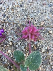 Golden Sand Verbena (Abronia aurita)