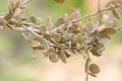 Cadaba insularis (Cadaba insularis)