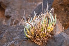 Spider Orchid (Galeandra)