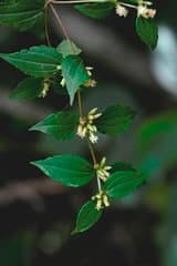 Mexican Mint (Calea ternifolia)