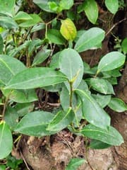 Cleyera (Cleyera)